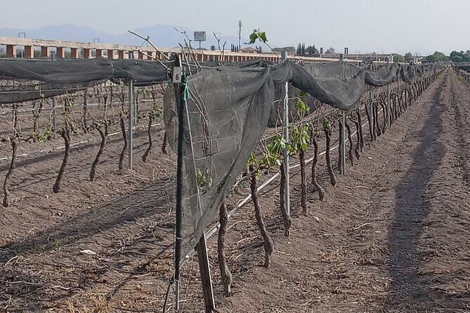 Queretaro Wine Experience - The Sum Up: Is It Worth It?