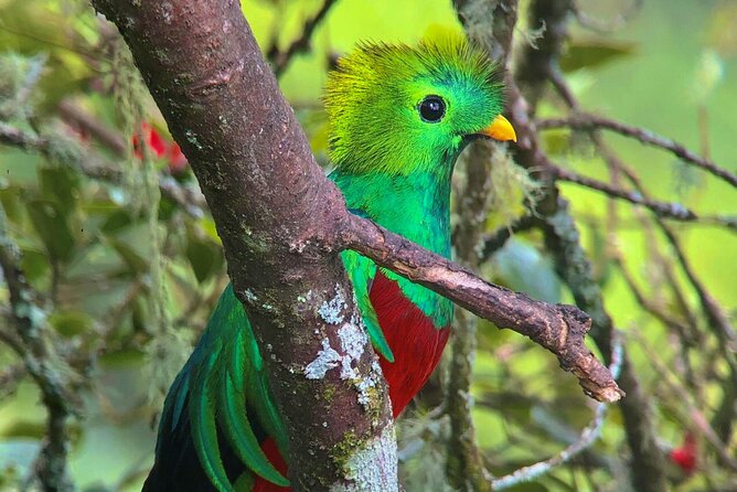 Quetzal Birdwatching Experience at San Gerardo De Dota Private Tour. - Good To Know