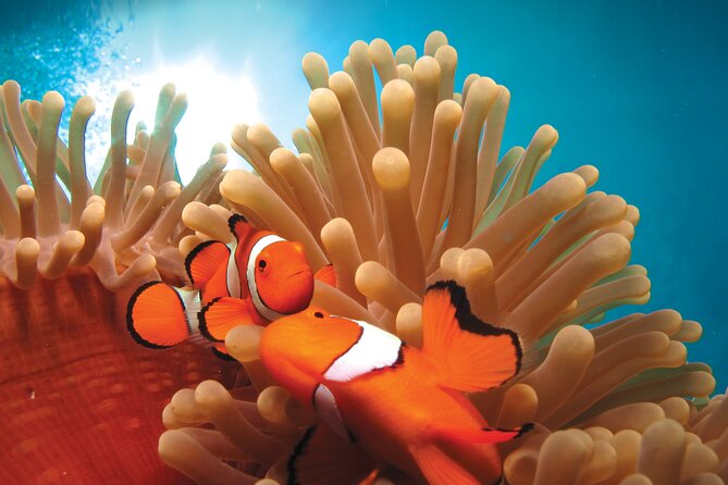 Quicksilver Great Barrier Reef Snorkel Cruise From Port Douglas - Snorkeling Experience
