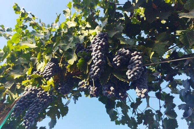 Quiero mas vino, valle de Guadalupe Tours - The Bottom Line
