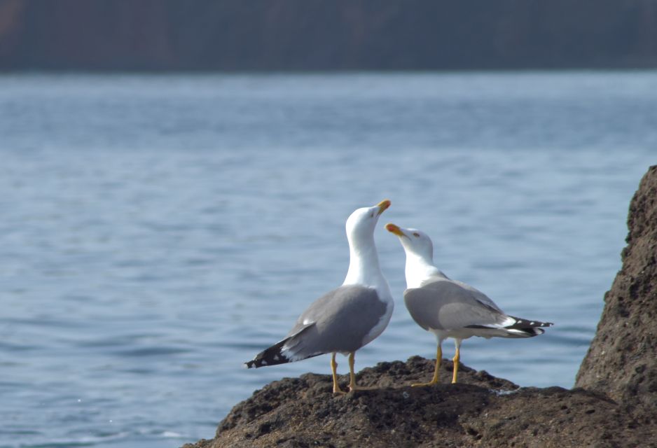 Quinta Do Lorde: Kayak Experience to Ponta De São Lourenço - Booking and Cancellation Policy