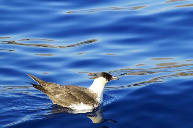 Quinta do Lorde: Ponta de São Lourenço Water Taxi - The Experience: What You Can Expect
