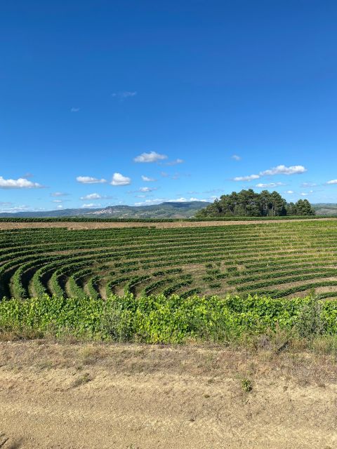 Quinta Do Portal: Walking Tour With a Full Lunch and Wine Tasting - Walking Tour
