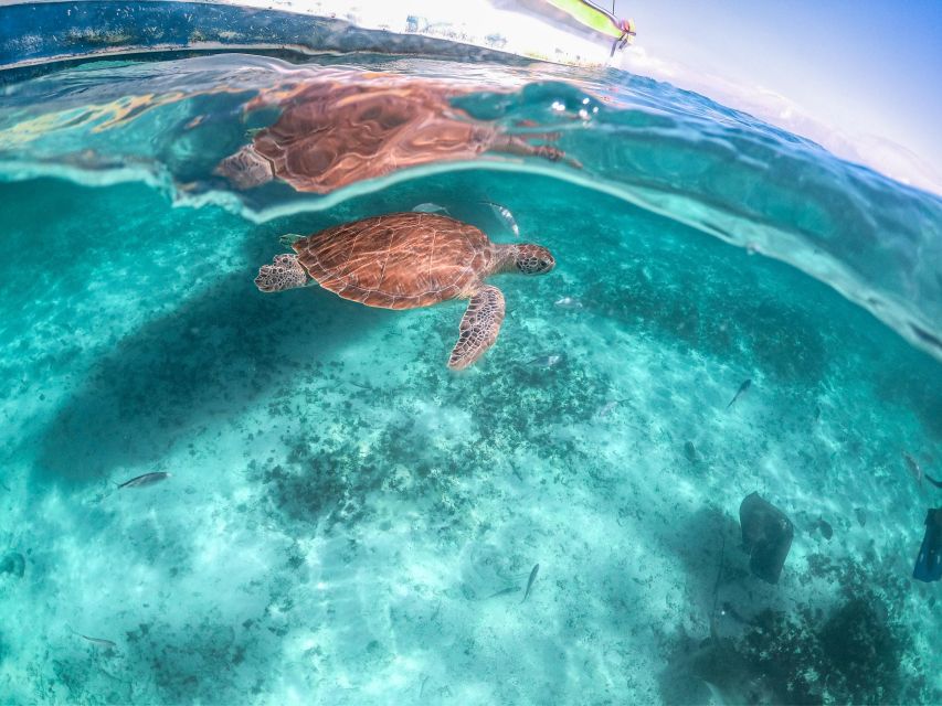 Quintana Roo: Tulum Ruins, Sea Turtles & Cenote Day Tour - Pickup and Meeting Point