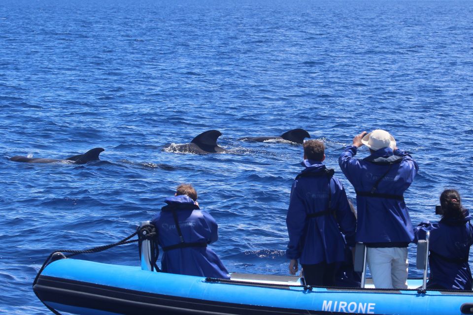 Rabo De Peixe: Sperm Whale Sanctuary Expedition - Conservation Efforts in Azores
