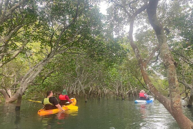 Raby Bay Wildlife Kayak Tour - An Overview of the Raby Bay Wildlife Kayak Tour
