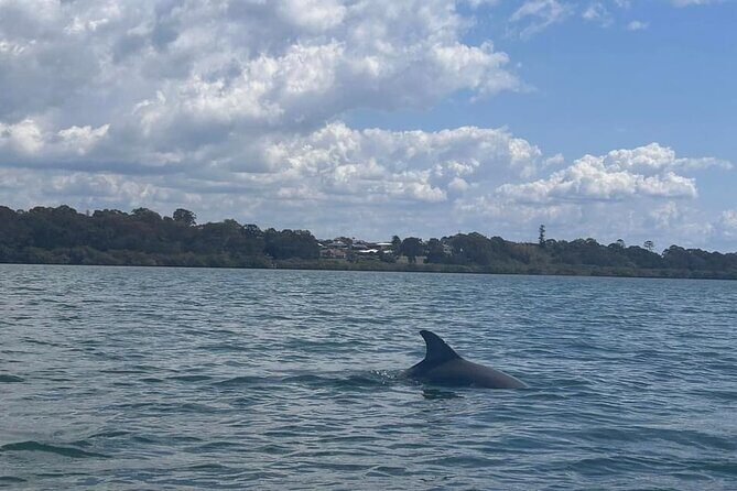 Raby Bay Wildlife Kayak Tour - Final Thoughts