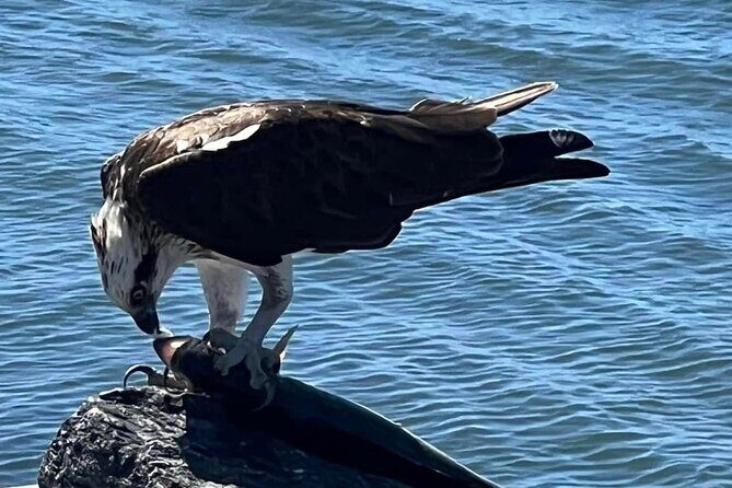 Raby Bay Wildlife Kayak Tour - FAQs