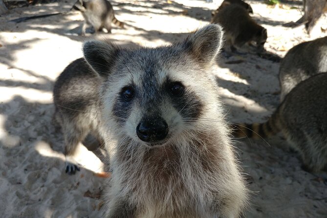 Raccoon Island Exploration on Sup/Kayak - Breathtaking Views During the Boat Ride