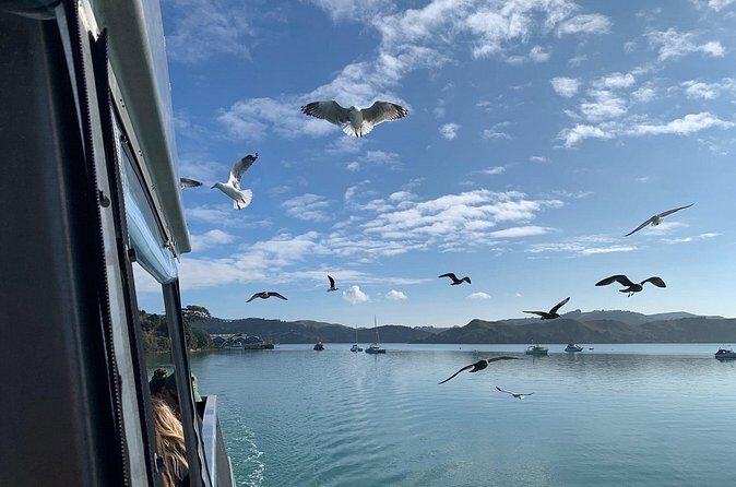 Raglan Scenic Nature Boat Cruise - FAQ