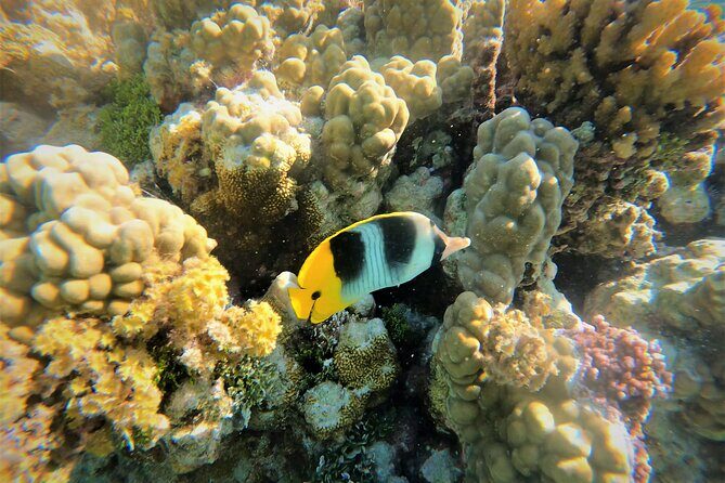 Raiatea-Tahaa Snorkeling in our beautiful Coral Garden - Key Points