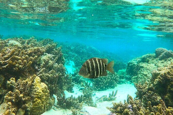 Raiatea-Tahaa Snorkeling in our beautiful Coral Garden - An Overview of the Experience