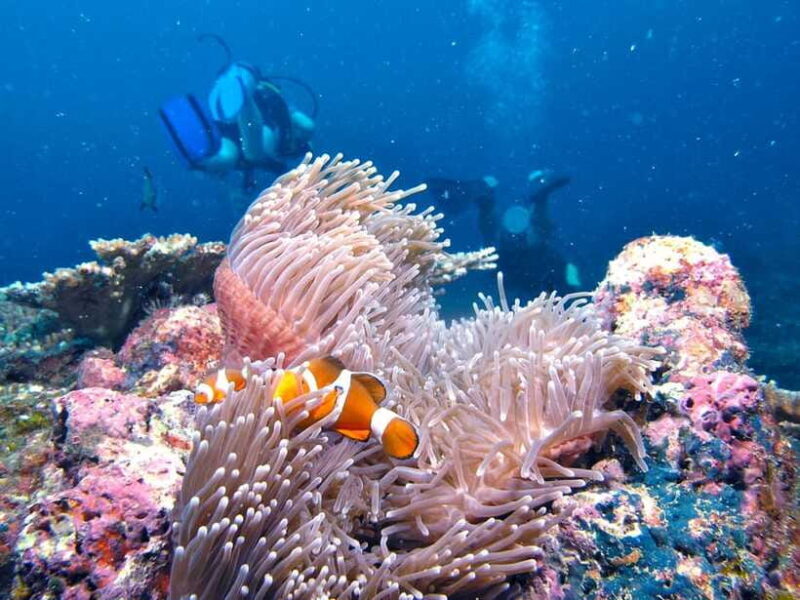 RAID Try-Dive in Kota Kinabalu, Sabah - Who Should Consider This Experience?