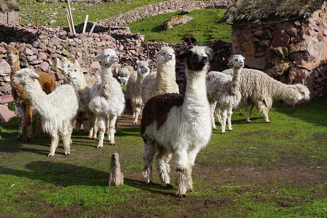 Raimbow Mountain - Full Day Tour - Whats Included and Excluded