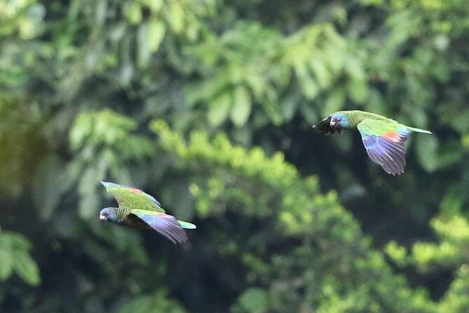 Rain forest and Bird watching - A Closer Look at the Tour Itinerary