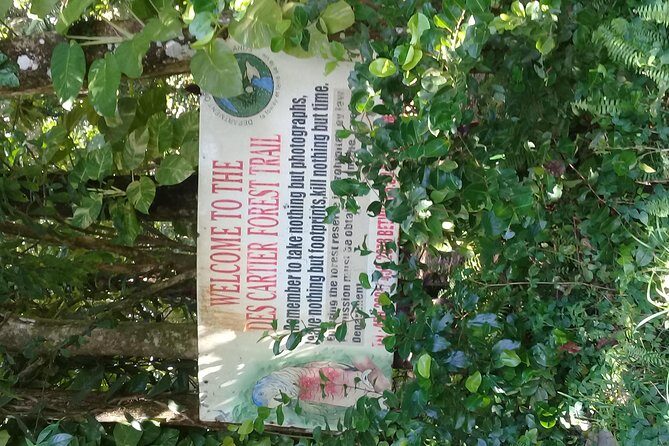 Rain forest and Bird watching - Weighing the Pros and Cons