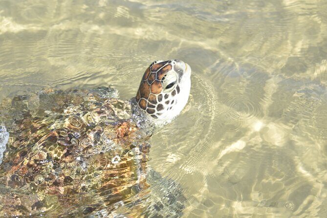Rainbow Beach: Stand Up Paddle Board 4x4 Tour Double Island Point - Authentic Review Snippets