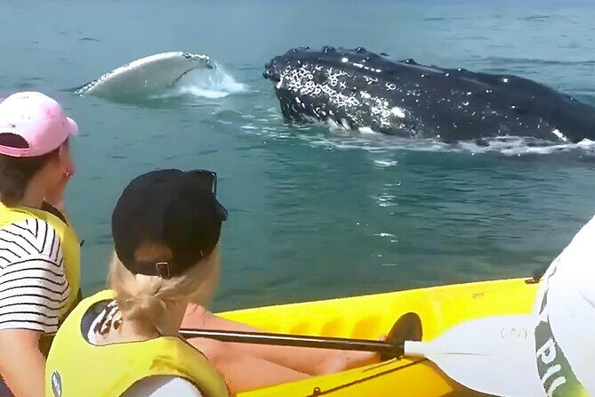 Rainbow Beach: Whale Watching Ocean Kayak Tour & Beach 4X4 - The Sum Up