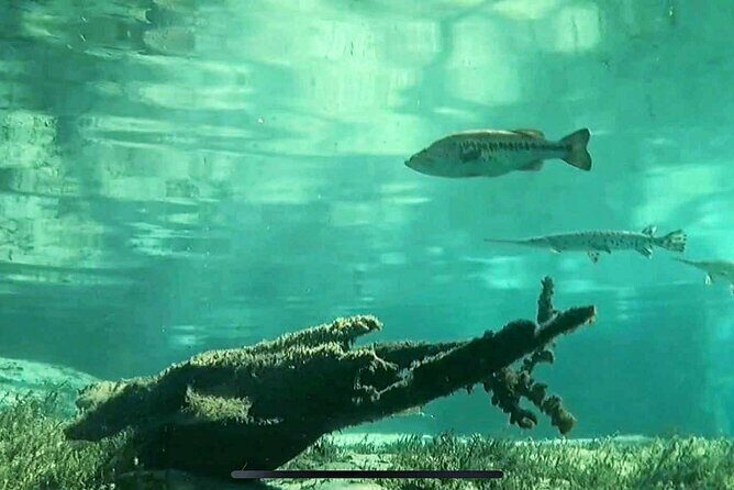 Rainbow River: 8AM & 3PM Snorkel or Scenic Wildlife Cruise - FAQ