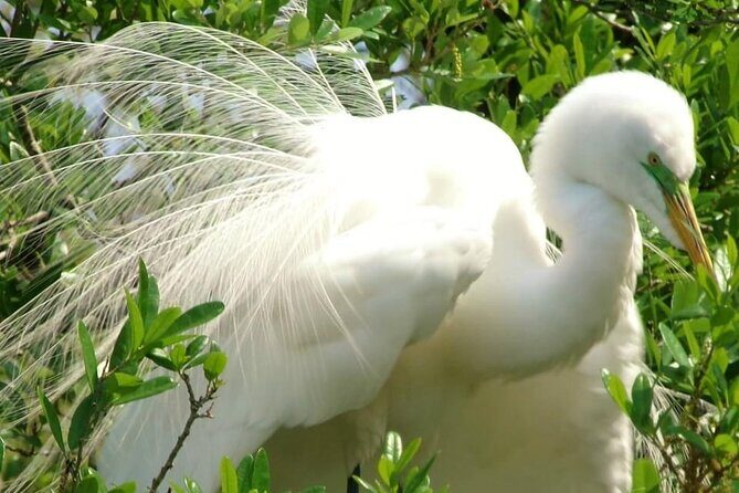 Rainbow Springs Guided Kayak/ Swim/ Snorkel Adventure - Introduction