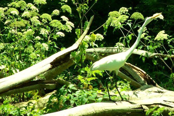 Rainbow Springs Guided Kayak/ Swim/ Snorkel Adventure - Key Points