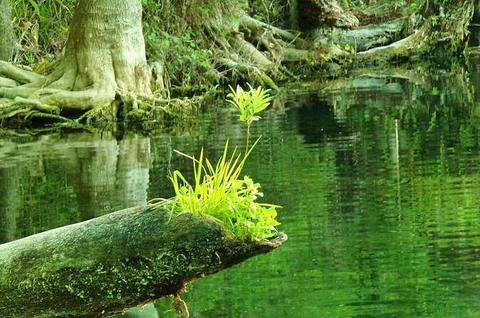 Rainbow Springs Guided Kayak/ Swim/ Snorkel Adventure - Final Thoughts on Value and Suitability