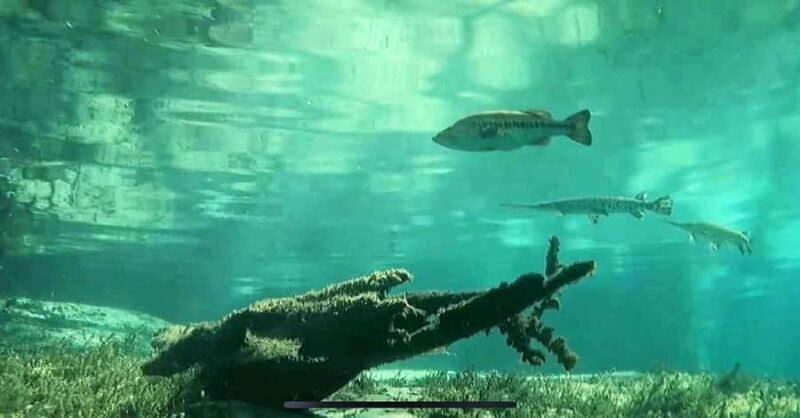 Rainbow Springs: Rainbow River Snorkel & Sightseeing Cruise - The Wildlife and Scenery