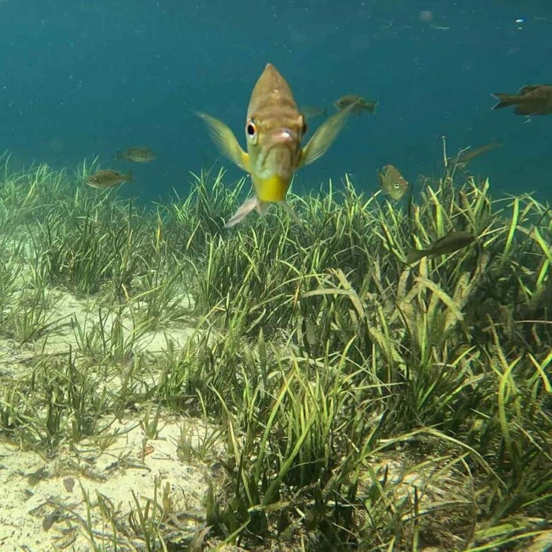 Rainbow Springs: Rainbow River Snorkel & Sightseeing Cruise - Pricing and Value