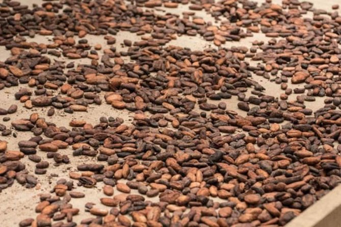 Rainforest Chocolate Tour From La Fortuna - Accessibility and Group Size