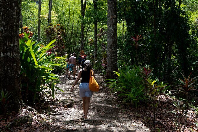 Rainforest Hike and Waterfall Safari - Real Guest Experiences