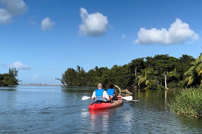 Rainforest Kayak Tour - Price and Value
