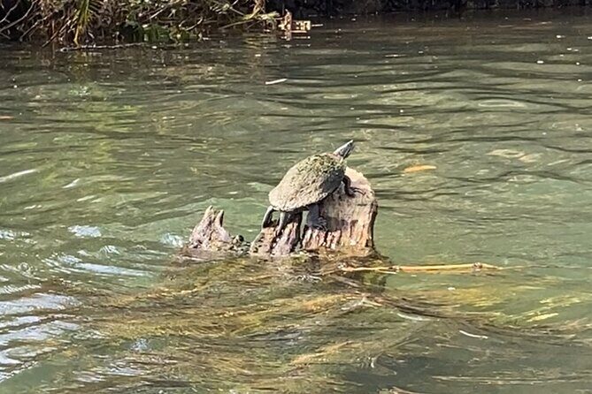 Rainforest Kayak Tour - The Sum Up