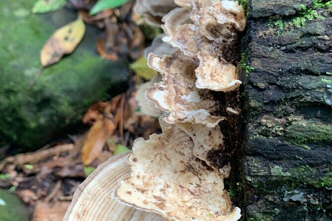 Rainforest Nature Walk & Luquillo Beach Combo - FAQs