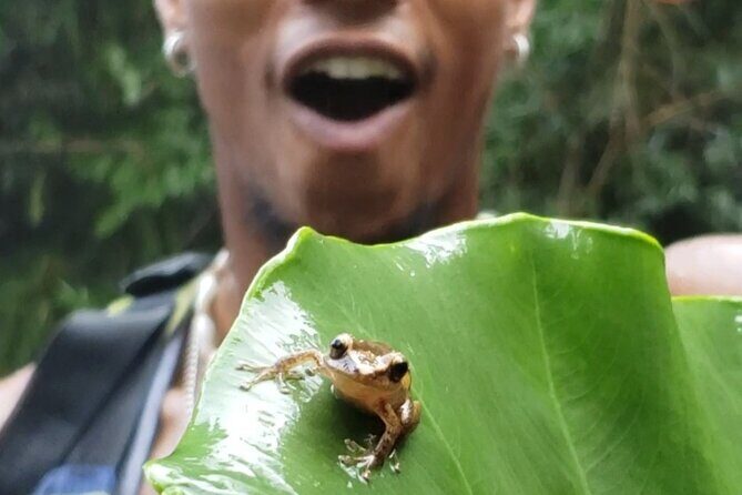 Rainforest River Hike and Waterfalls Adventure - Exploring the Itinerary: Day-by-Day (or Stop-by-Stop) Breakdown