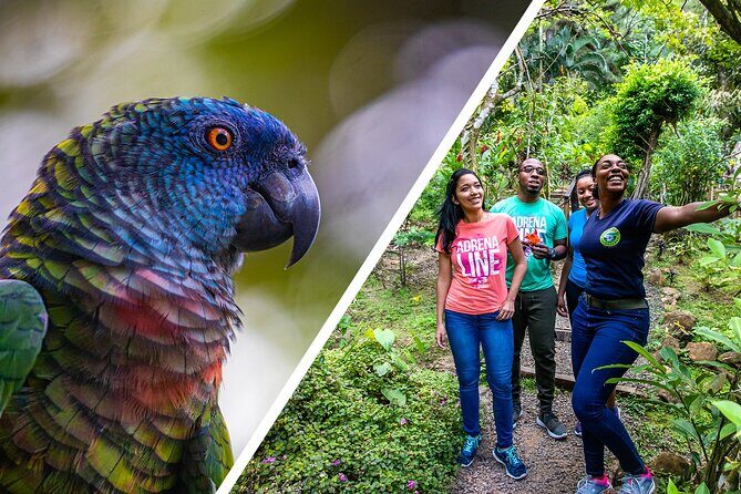 Rainforest Rush: St. Lucia Zip Line Adventure - Who Will Love This Tour?