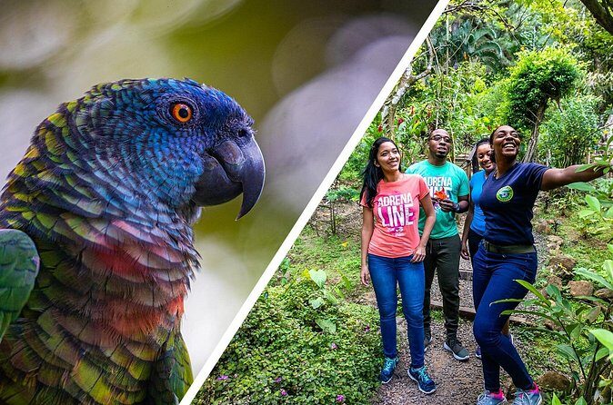 Rainforest Rush: St. Lucia Zip Line Adventure - FAQ