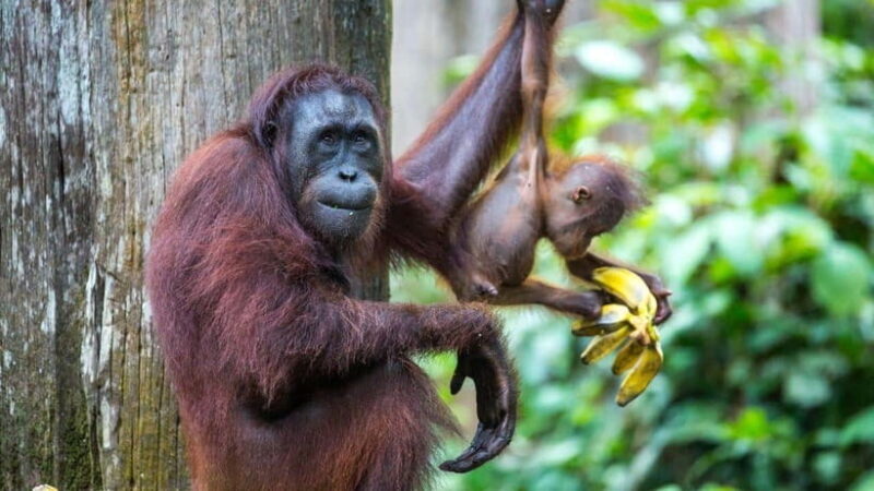 Rainforest Tour, Labuk Bay, Sun Bear & Sepilok | Sandakan - Detailed Breakdown of the Itinerary