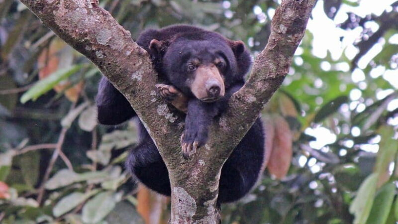 Rainforest Tour, Labuk Bay, Sun Bear & Sepilok | Sandakan - Analyzing the Value and Practicalities