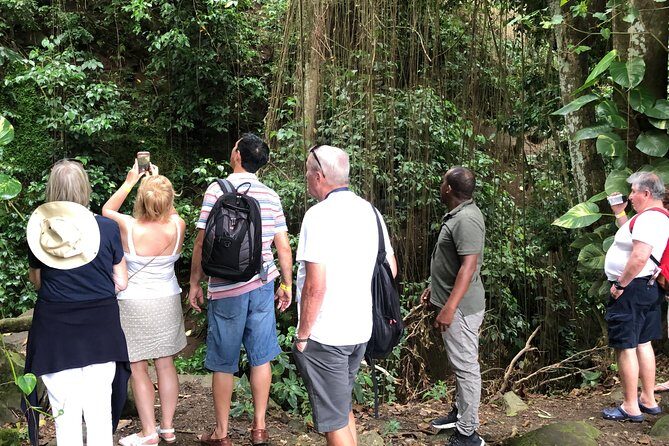 Rainforest Tours in St. Kitts - Exploring the Details of the Rainforest Tour in St. Kitts
