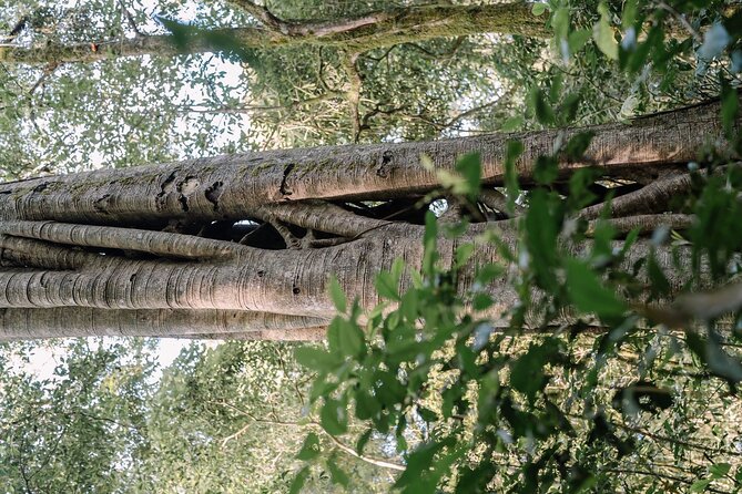 Rainforest Trekking, Tamblingan Lake Canoeing and Best Waterfall - Discovering the Best Waterfall