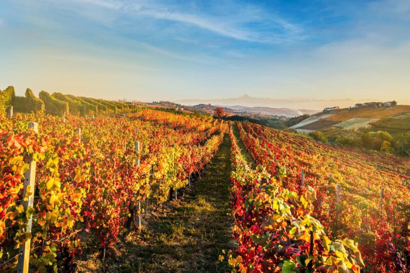 Raise a Glass: Exclusive Wine Experiences Near Orvieto - Uncovering the Terroir of Orvietos Vineyards