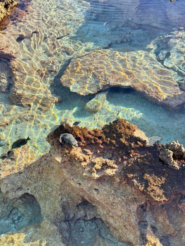 Rangiroa: Blue Lagoon Tiputa Pass Coral Garden Island Birds - Final Thoughts