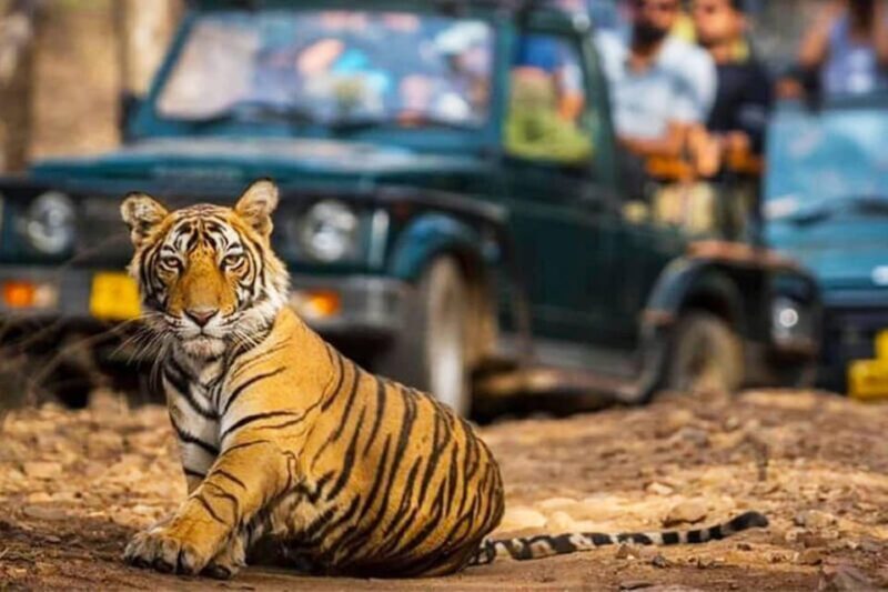 Ranthambhore: Ranthambhore Tiger Reserve Booking - Who Will Love This Experience