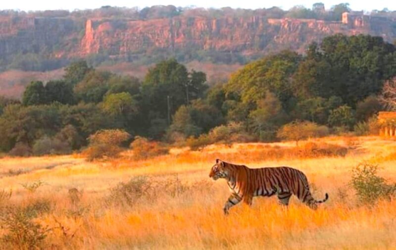 Ranthambhore: Ranthambhore Tiger Reserve Booking - FAQ