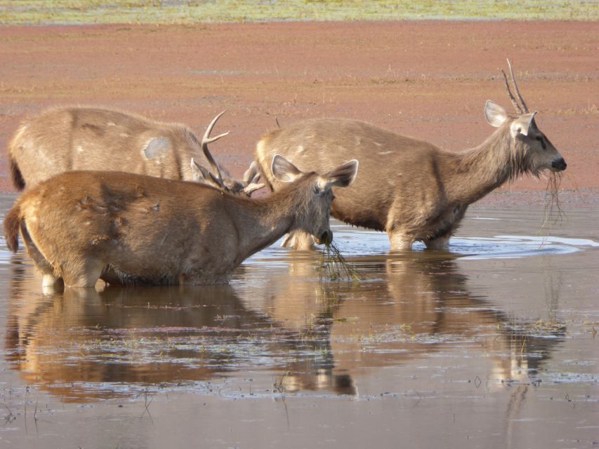 Ranthambore: Ranthambore National Park Safari - Itinerary Highlights