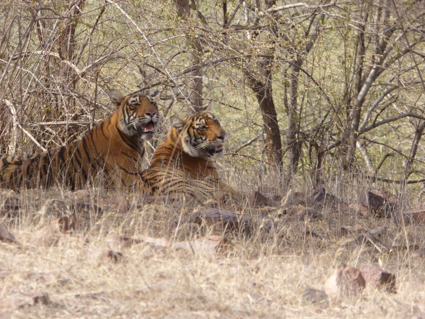 Ranthambore: Ranthambore National Park Safari - Safari Experience Options