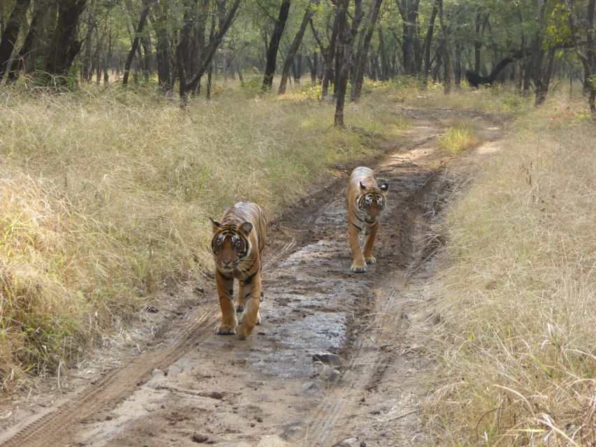 Ranthambore: Ranthambore National Park Safari - Wildlife Viewing Opportunities