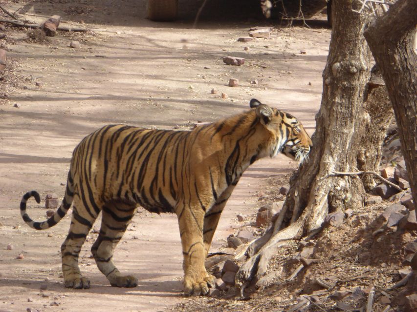 Ranthambore: Ranthambore National Park Safari - Customer Feedback