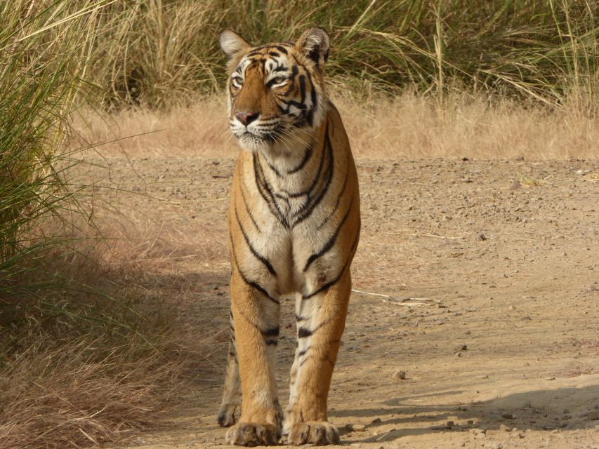 Ranthambore: Ranthambore National Park Safari - Tips for a Great Safari