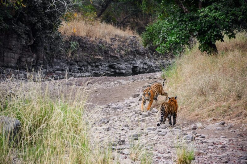 Ranthambore Safari Booking-Sharing Gypsy and Sharing Canter - A Closer Look at Ranthambore Safari: What Travelers Can Expect
